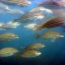 reef-striped-trumpeter