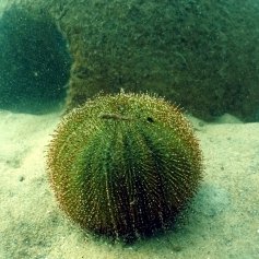 reef-urchin