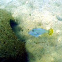 reef-yellowtail-leatherjacket reef-yellowtail-leatherjacket