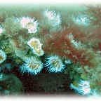 anenome anenome