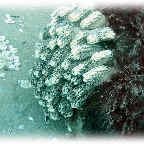 ascidians ascidians