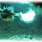 cowfish cowfish
