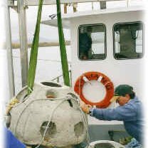 reefballc reefballc