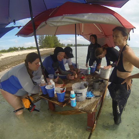 GOPR0291 GOPR0291