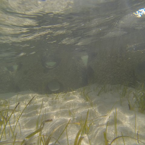 G0010119 G0010119
