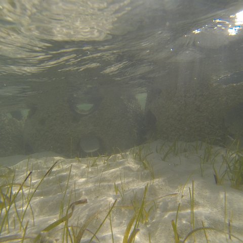 G0010120 G0010120