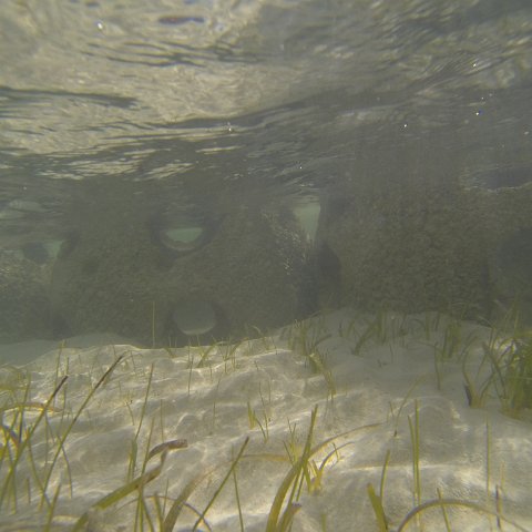 G0010123 G0010123