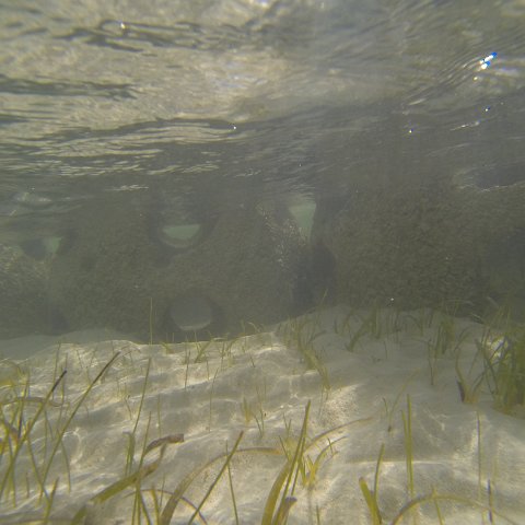 G0010124 G0010124