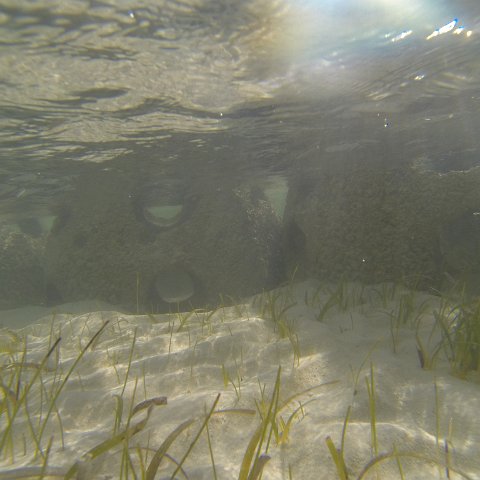 G0010125 G0010125