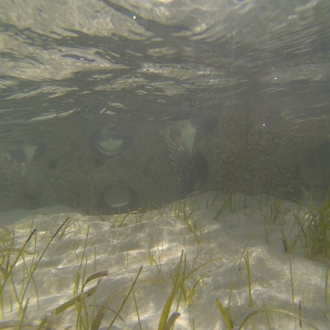 G0010130 G0010130