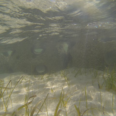 G0010131 G0010131