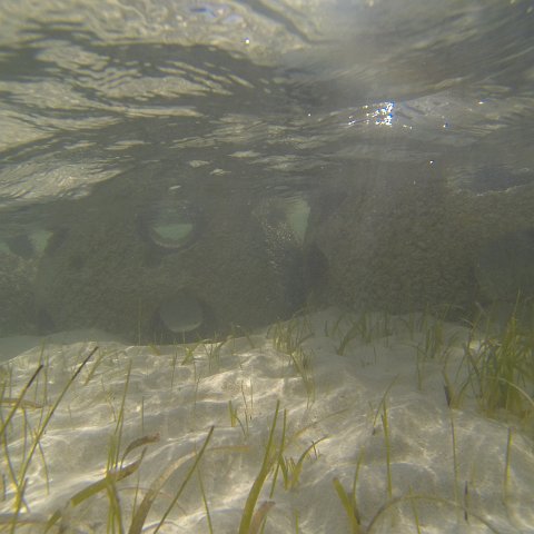 G0010132 G0010132