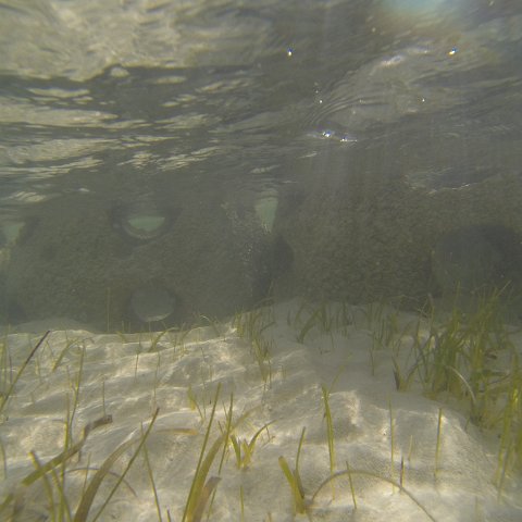 G0010137 G0010137