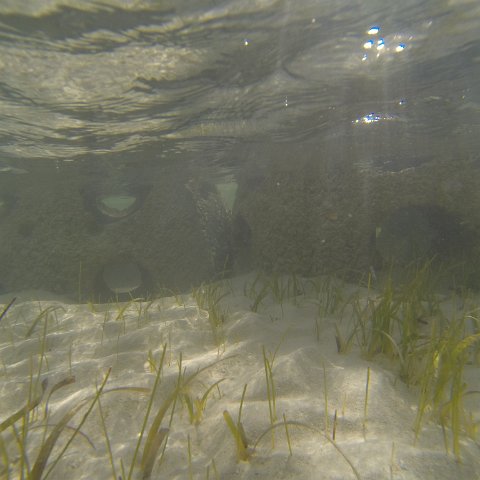 G0010140 G0010140