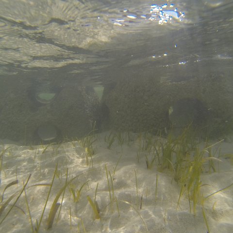 G0010143 G0010143