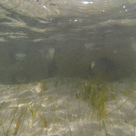 G0010146 G0010146