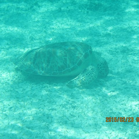 IMG_0498 IMG_0498