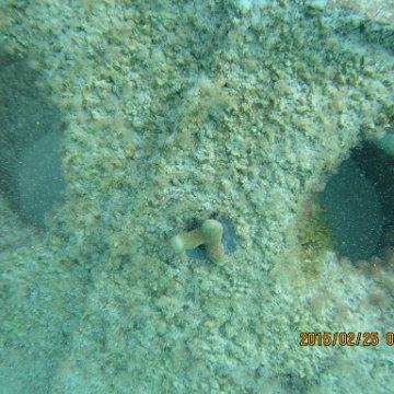 Coral plug monitoring
