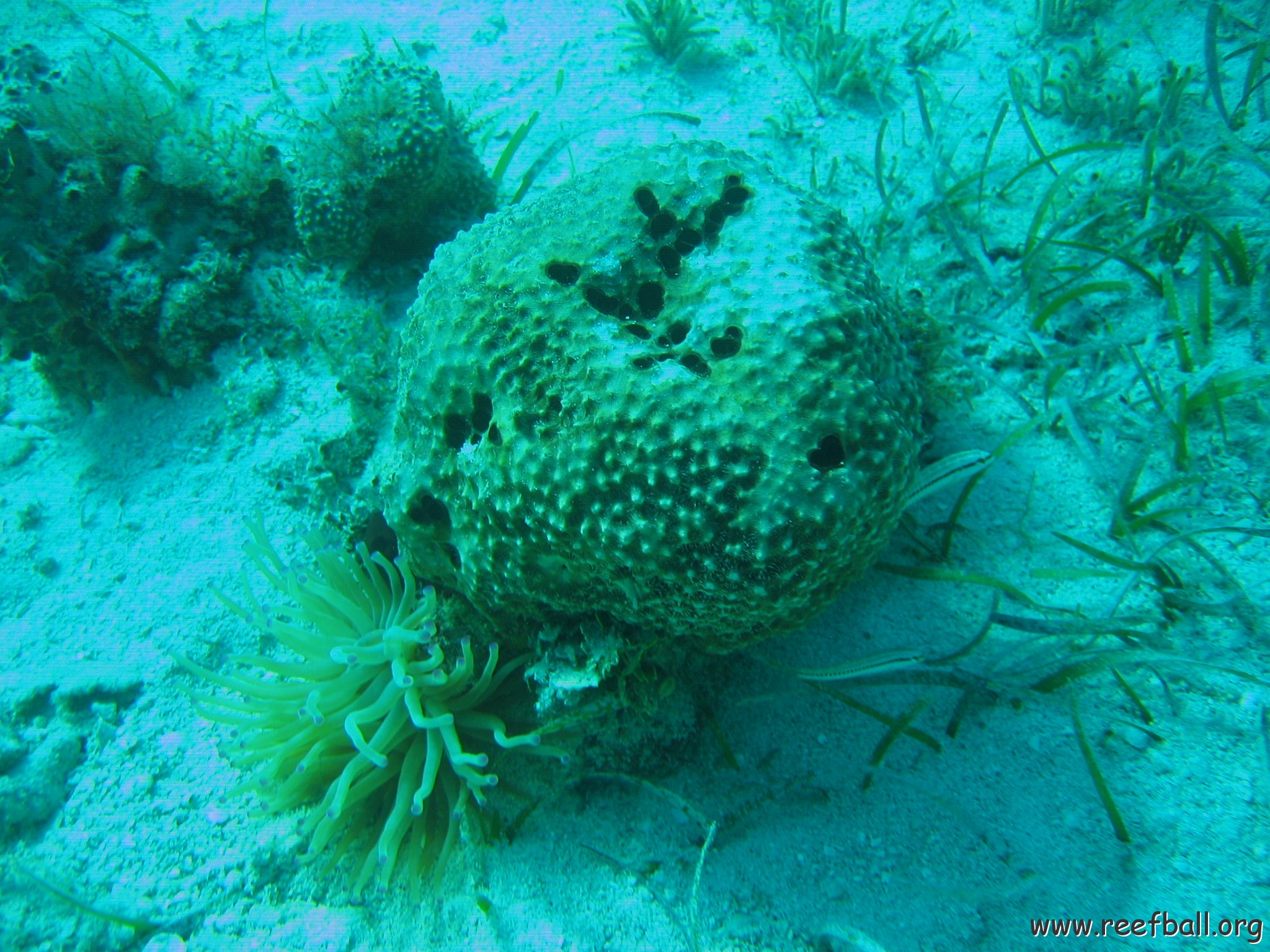 bahamas 131