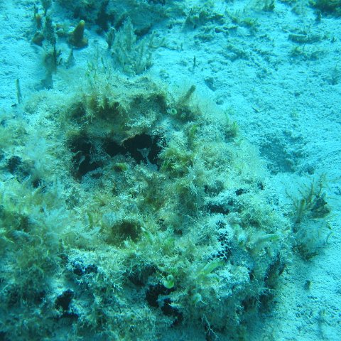 bahamas 125 bahamas 125