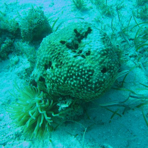 bahamas 131 bahamas 131