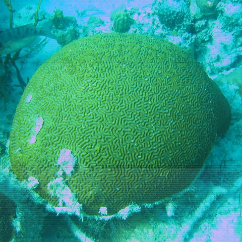 bahamas 136 bahamas 136
