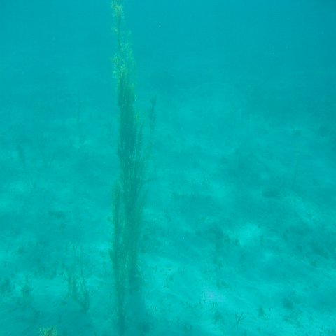bahamas 166 bahamas 166