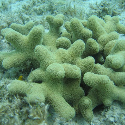 nassau2 585 nassau2 585