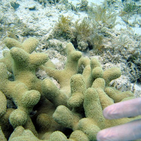 nassau2 586 nassau2 586