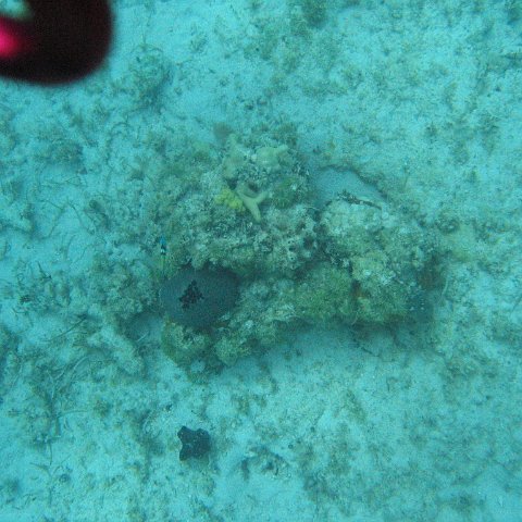 IMG_1098 IMG_1098