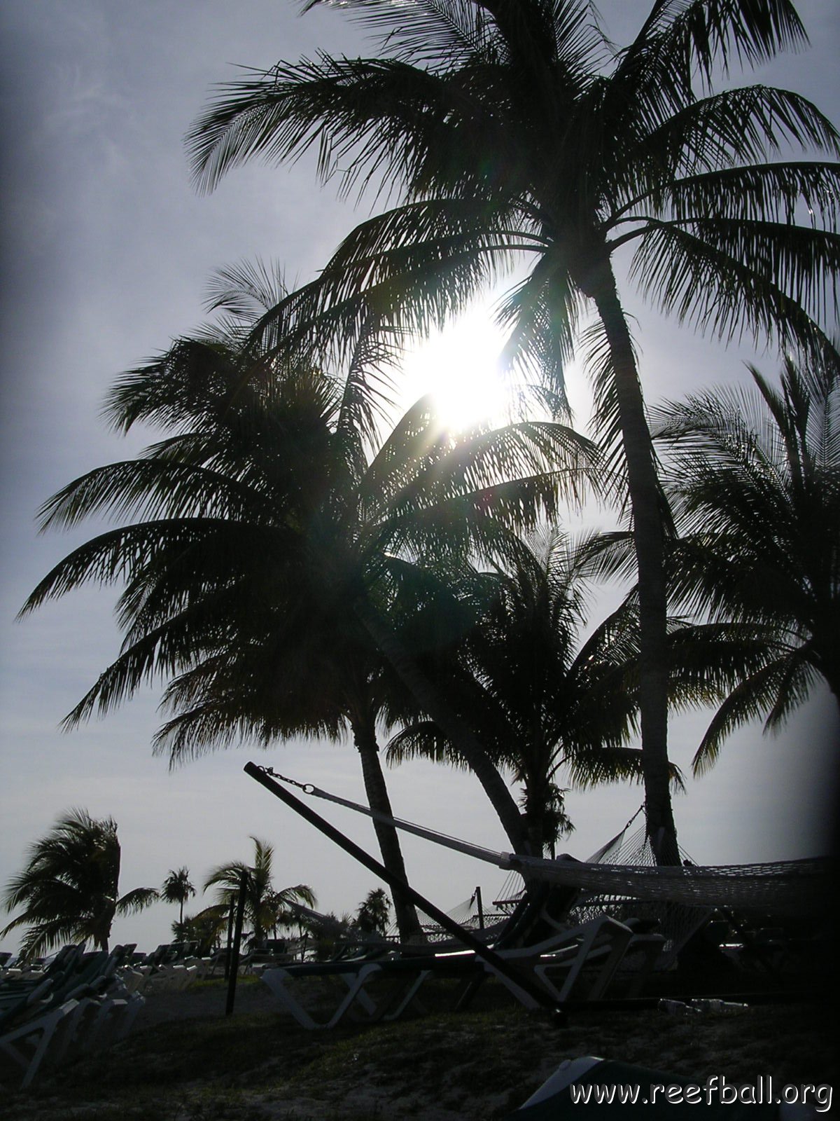 Reefball2004 016