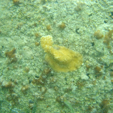 Reefball2004 007 Reefball2004 007