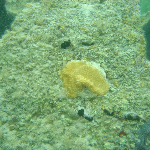 Reefball2004 009 Reefball2004 009