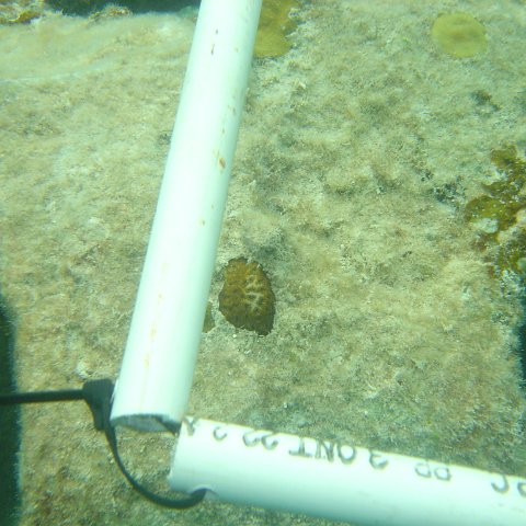 Reefball2004 011 Reefball2004 011