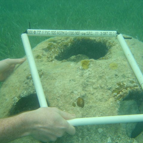 Reefball2004 012 Reefball2004 012