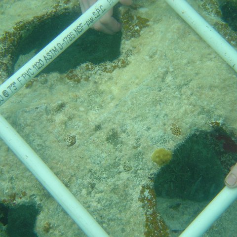 Reefball2004 014 Reefball2004 014