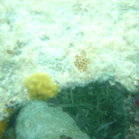 Reefball2004 015 Reefball2004 015