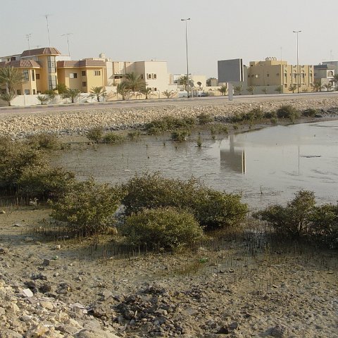 mangroverestoration