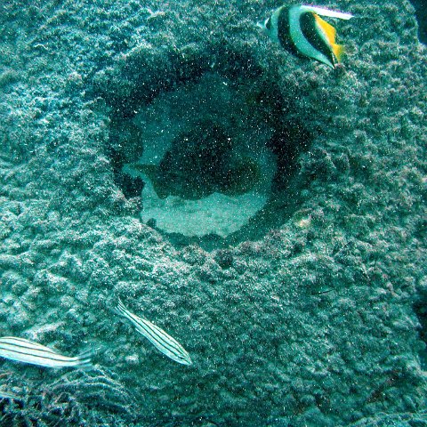 bahrain_grouper4 bahrain_grouper4