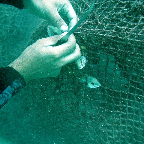 bahrain_net_fish_release bahrain_net_fish_release
