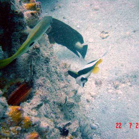 samahejj_(23) samahejj_(23)
