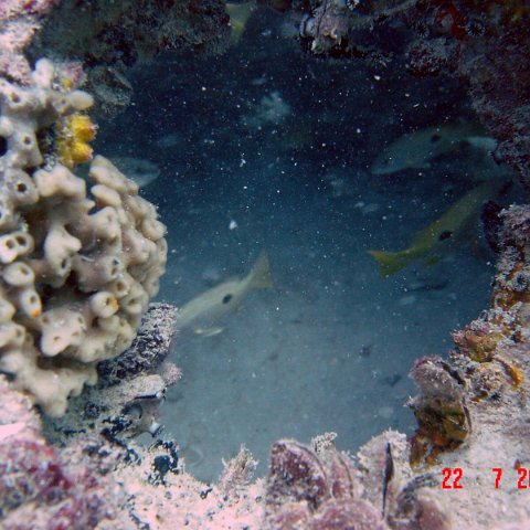 samahejj_(25) samahejj_(25)