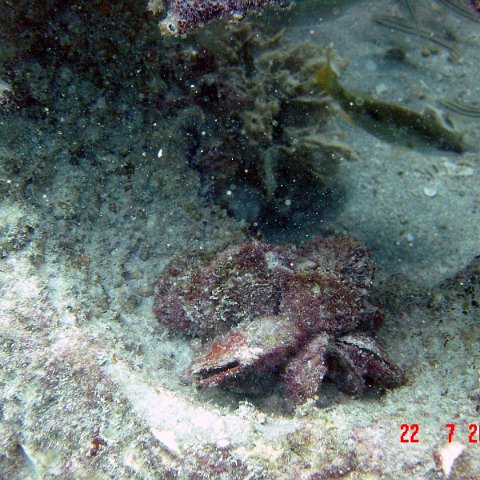 samahejj_(35) samahejj_(35)