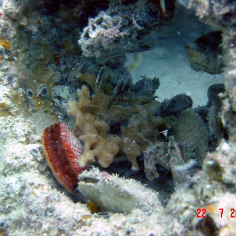 samahejj_(46) samahejj_(46)