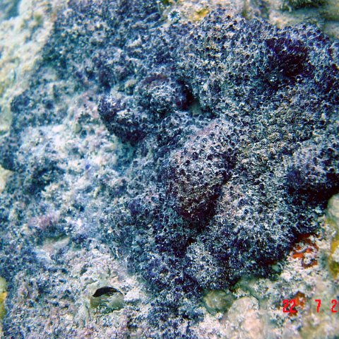 samahejj_(56) samahejj_(56)