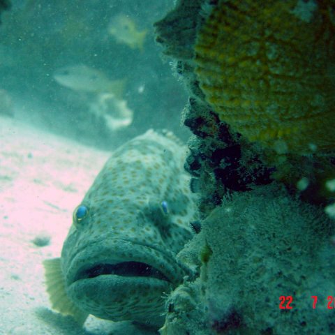samahejj_(62) samahejj_(62)