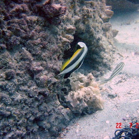 samahejj_(65) samahejj_(65)