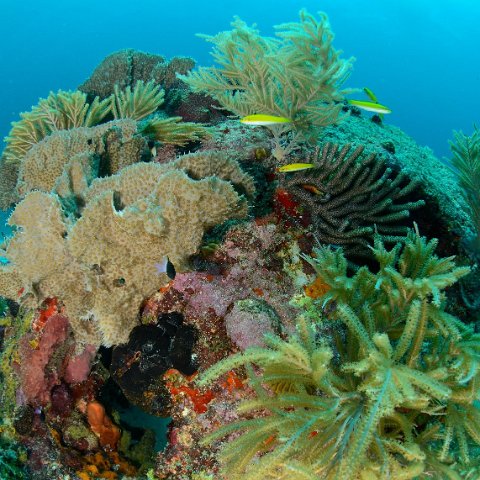 Barbados Reef Ball Projects and Photos Barbados Reef Ball Projects and Photos