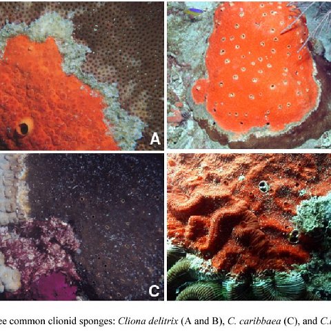 boringsponges boringsponges