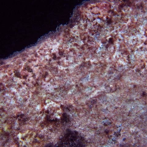 IMG_4190 IMG_4190